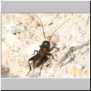 Gryllus campestris - Feldgrille Nymphe 01 Teverener Heide.jpg